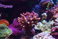 Pink Acropora millepora Thumbnail