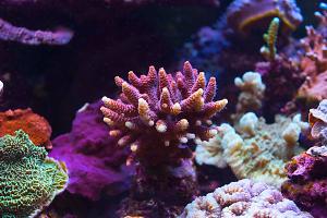 Pink Acropora millepora