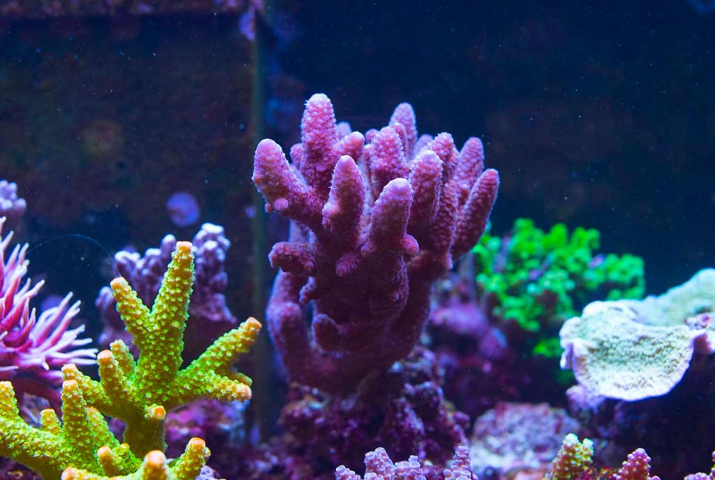 Acropora Spathulata