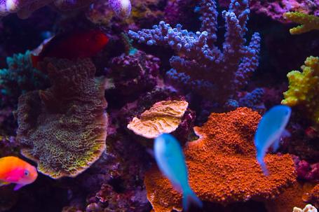 Pink Leaf Plate Montipora Thumbnail