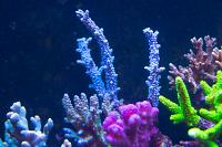 Branching Acropora Coral Thumbnail