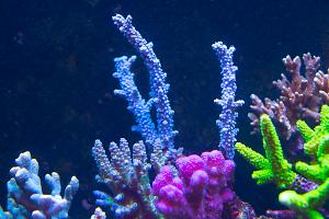 Branching Acropora Coral