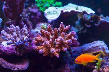 Tricolor Acropora Thumbnail