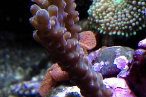 Acropora Navini Thumbnail