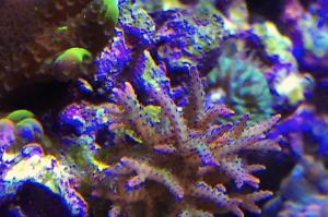 ORA Ponape Birdsnest Coral Thumbnail