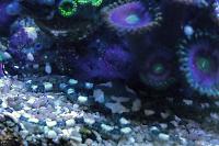 Tiger Striped Serpent Seastar Thumbnail