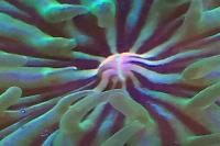 Plate Coral Green - Short Tentacle Thumbnail