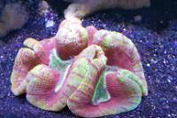 Open Brain Coral - about 8