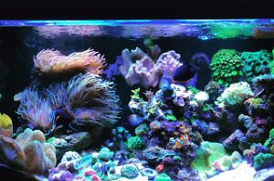 Reef 700lts Thumbnail