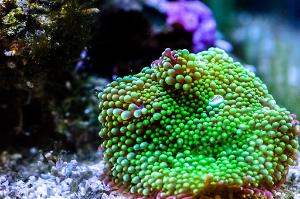 Sandi's reef Thumbnail