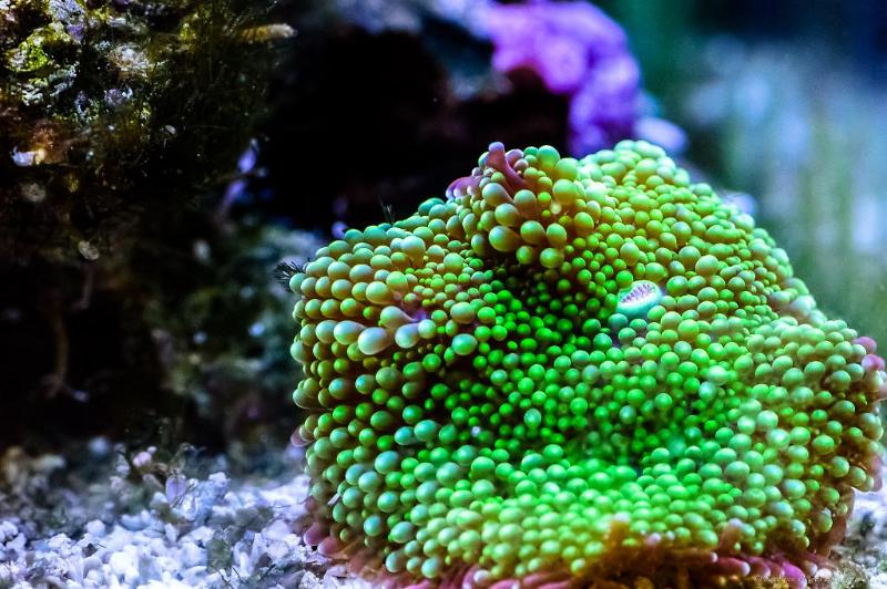 Sandi's reef Thumbnail