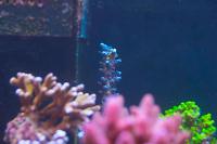 Acropora Coral Thumbnail