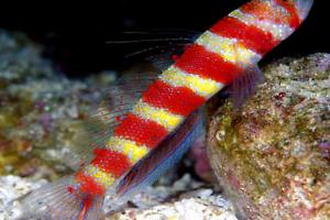 Wheeler's Shrimp Goby Thumbnail