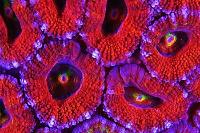 Acan Brain Coral Thumbnail