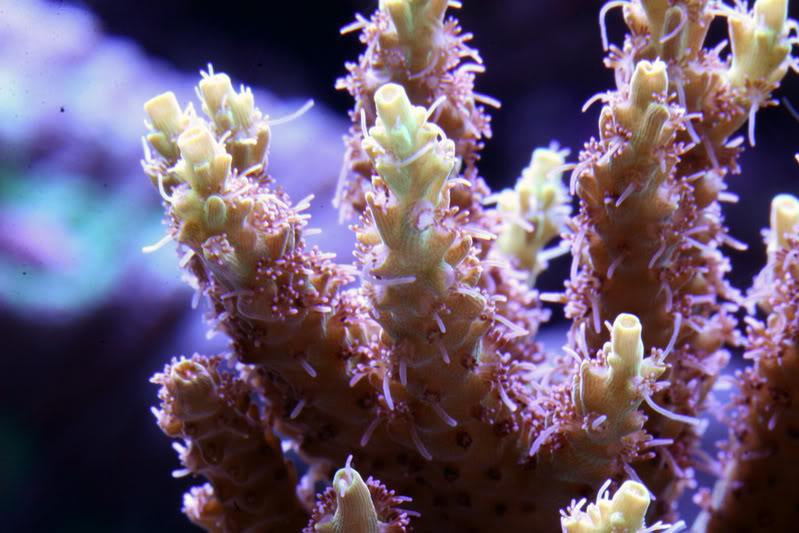 Pink Lemonade / Acropora cytherea var Pink Lemonade 68