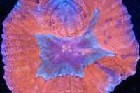 Lobophyllia Brain Coral Thumbnail