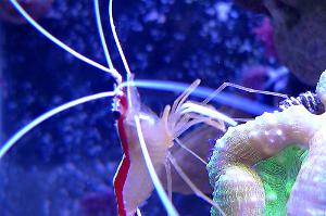 Red Line Cleaner Shrimp Thumbnail