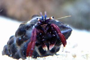 Dwarf Red Tip Hermit Crab Thumbnail