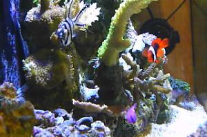 Nano Reef Thumbnail