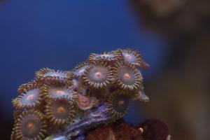 Assorted Zoas