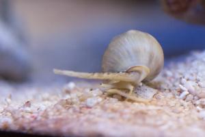 Nassarius Snail