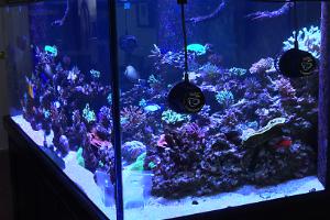 Rob`s Rock`n Reef Thumbnail