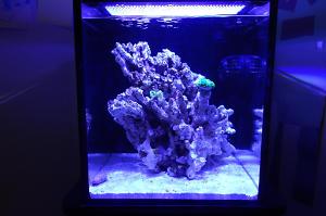 Nano Reef Thumbnail