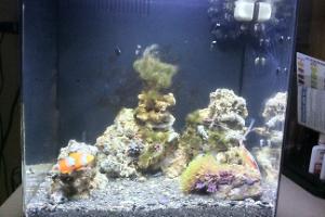 8 Gallon Reef Thumbnail