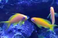 Lyretail Anthias Thumbnail