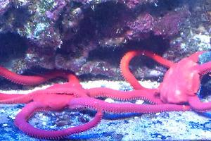 Red Serpent Sea Star