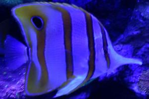 Copperband Butterflyfish Thumbnail