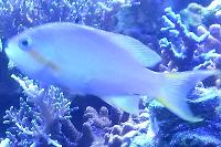 Green Anthias Thumbnail