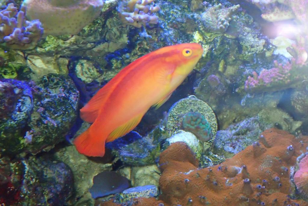 Flame Wrasse