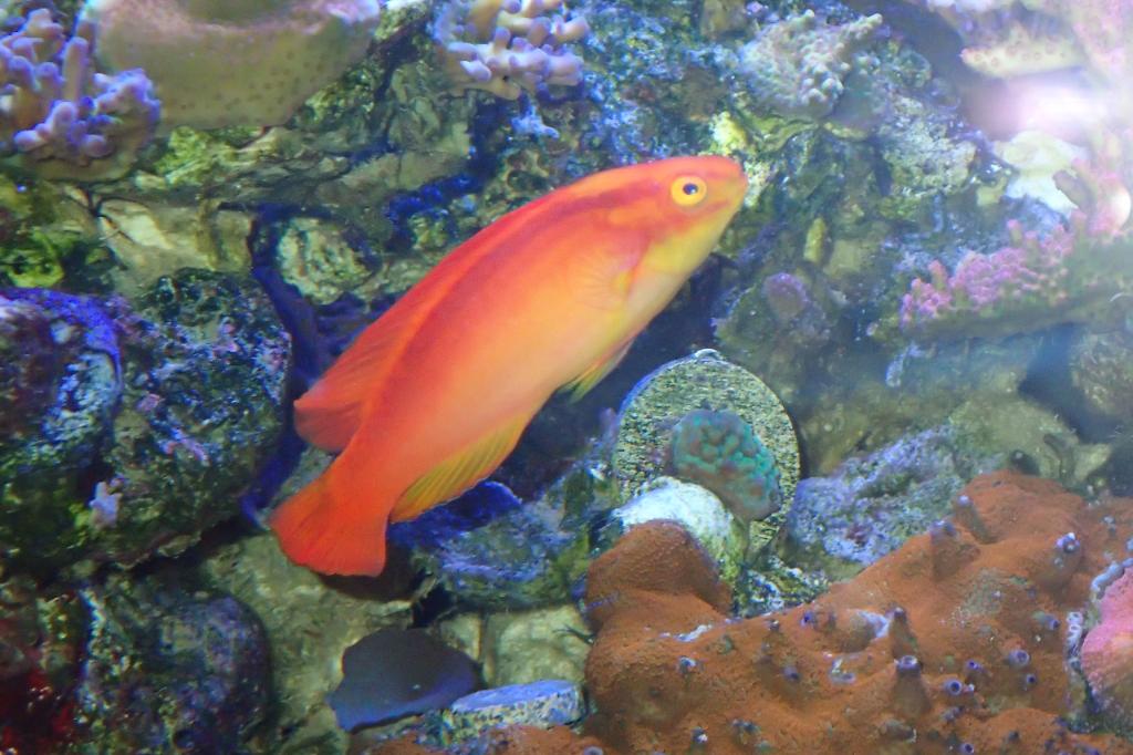 Flame Wrasse / Cirrhilabrus jordani 24