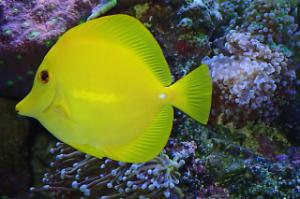 Yellow Tang