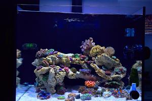 CRB Reef Tank V3 Thumbnail