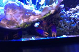 Debelius' Reef Lobster Thumbnail