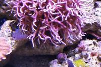 Birdsnest Coral Thumbnail