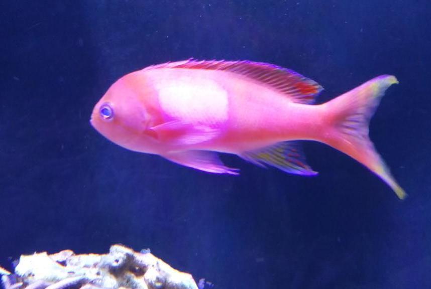 Squareback Anthias