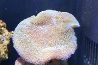 Toadstool Mushroom Leather Coral Thumbnail