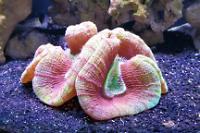 Brain Coral Trachyphyllia Thumbnail