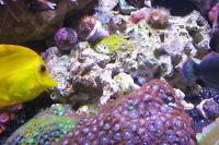 Zoanthid Thumbnail