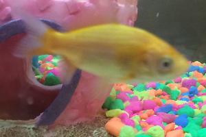 Goldfish Thumbnail