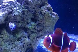 Maroon Clownfish