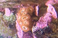 Acan Brain Coral Thumbnail