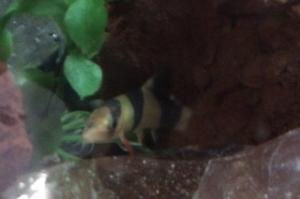 Clown Loach Thumbnail