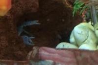 Electric Blue Crayfish Thumbnail