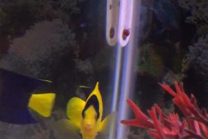 Bicolor Angelfish Thumbnail