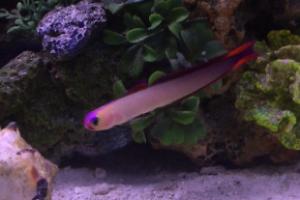 Purple Firefish Thumbnail