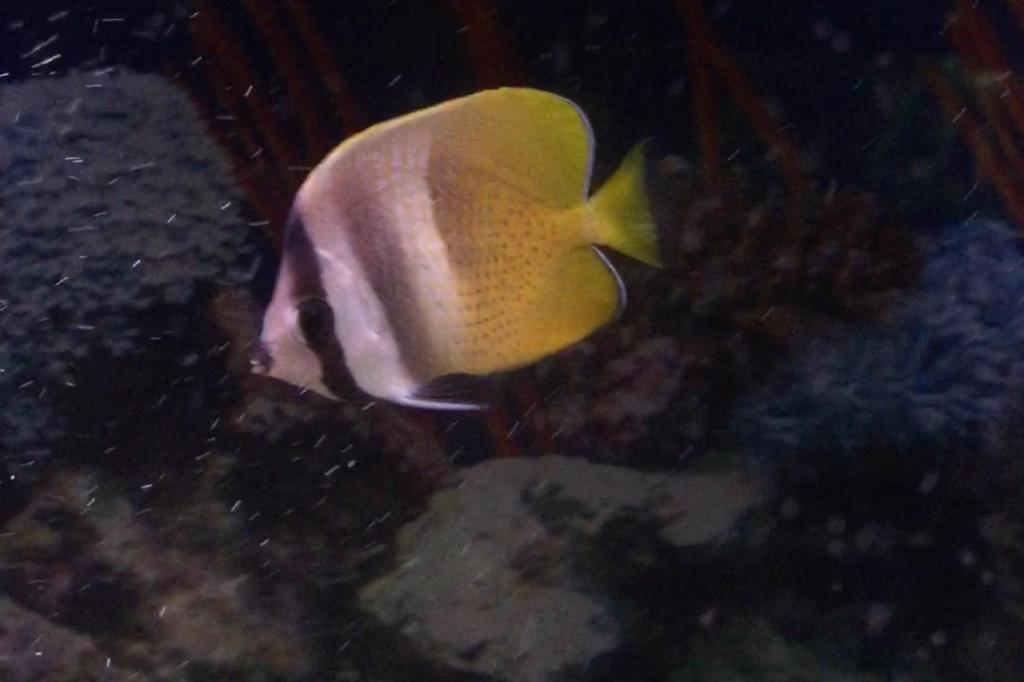 Orange Butterflyfish / Chaetodon kleini 7